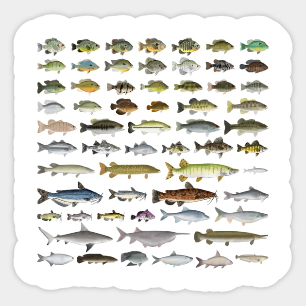 North America Freshwater Fish Group Sticker by FishFolkArt